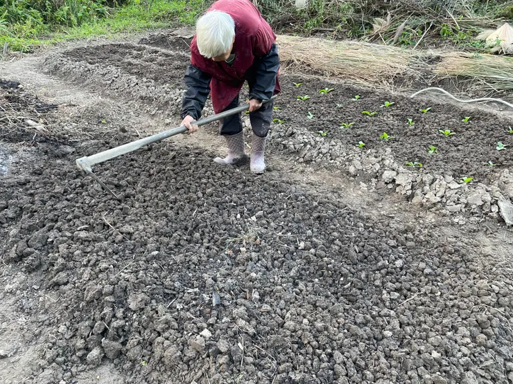 阿媽用鋤頭整地