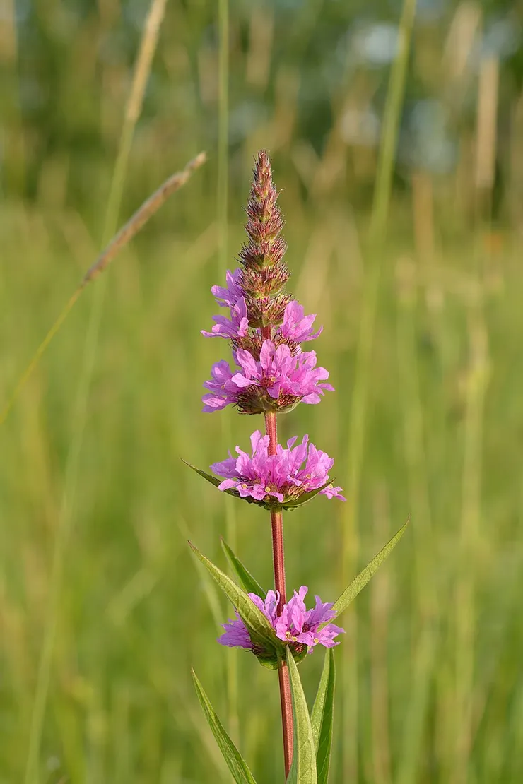 Lythrum salicaria (圖片引自連結內容)
