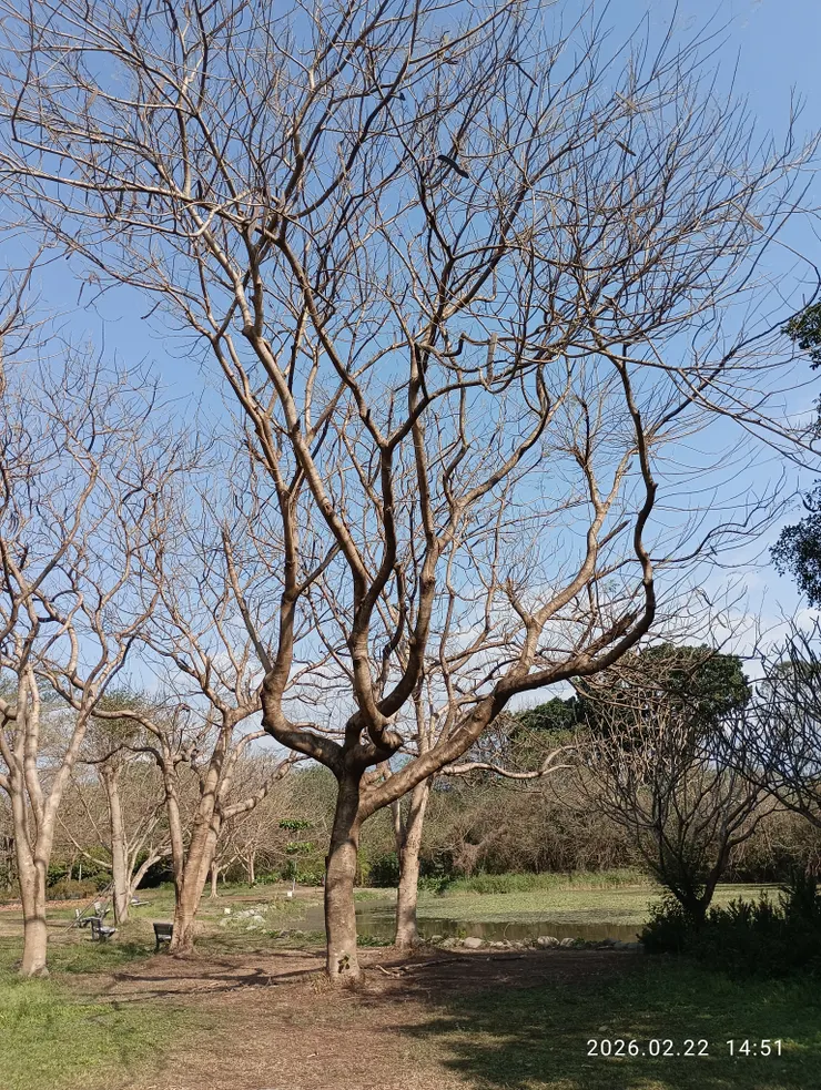 木葉盡脫  立祈禱