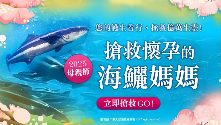 2025母親節 搶救懷孕的海鱺媽媽-對母親的感謝最佳獻禮