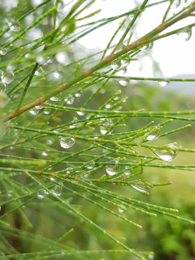 圖片來源：來自安奇珮奇的隨手拍