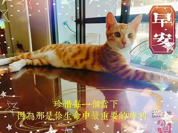 【許崴霖老師/感情挽回/和合術/陽宅風水規劃】人生不能被保證