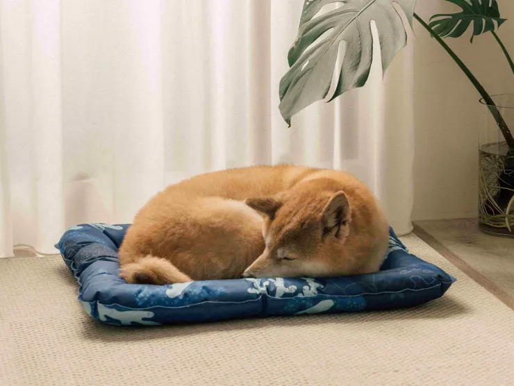 圖說：倍力寵物展滿額贈「Q彈急凍墊」，內含高分子清涼凝膠，免插電就能提供持久涼感，是毛孩夏日必備的消暑神器。（資料來源：倍力寵物健康食品）