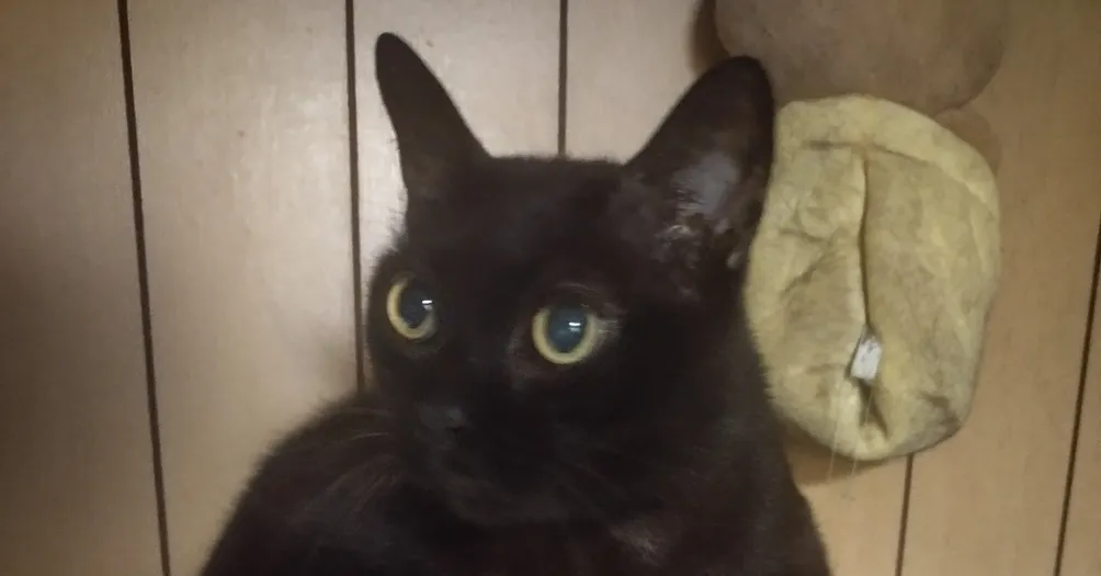 黑貓捲捲的思考時間