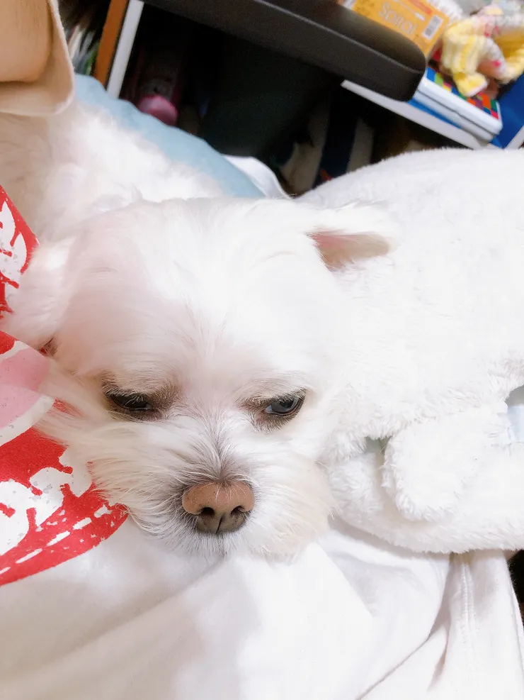 家中的另外一隻瑪爾，還沒有介紹到的柚子