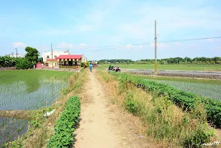 往烏樹林方向拍攝,鐵路在右側草叢中,紅色鐵皮屋就是小廟(7383)