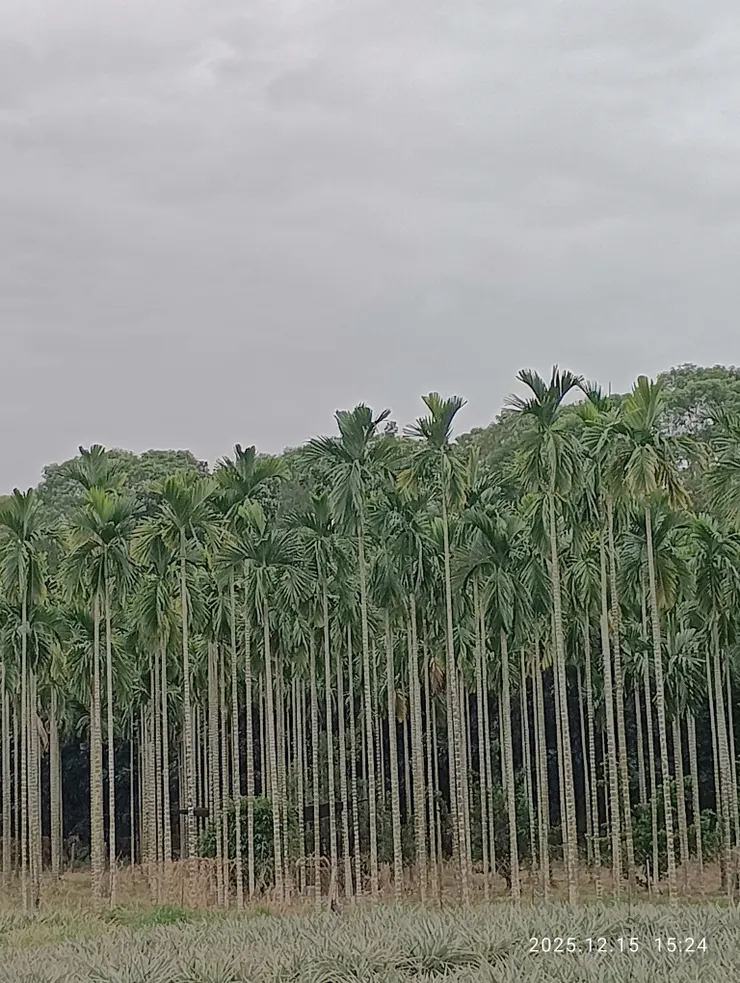 檳榔挺立自清妍，皆自拍攝
