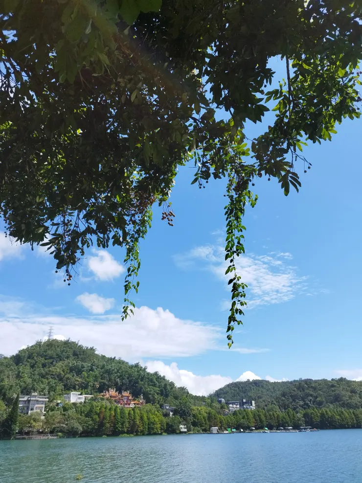 近處龍眼樹　遠處龍鳳宮及落羽松　　河童拍攝／２０２３年