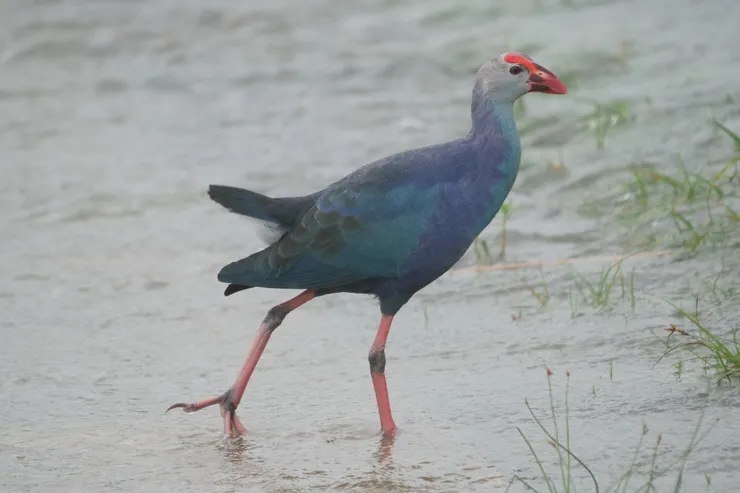 百影不厭的Purple Swamphen，顔色極爲夢幻