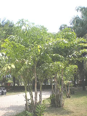 src