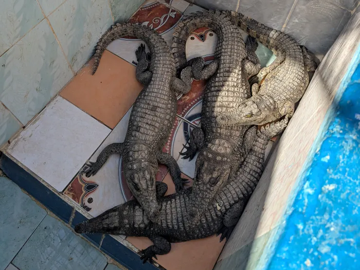 努比亞人家養的小鱷魚們,長大後就會放回納塞湖中,然後再帶下一批小鱷魚回家養(攝於2025年)