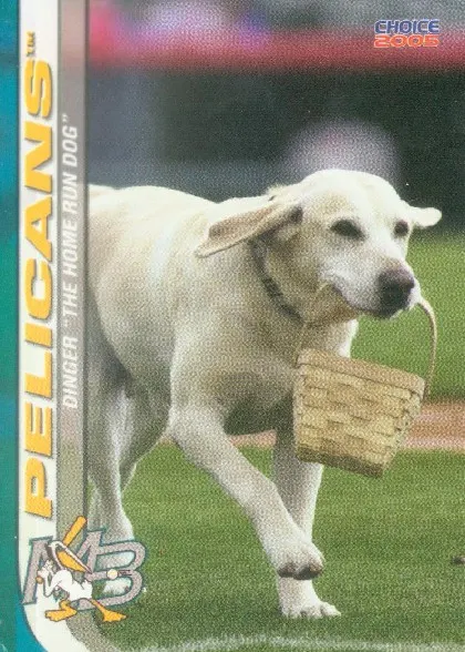 大支（Dinger）的球員卡　Photo：Beckett