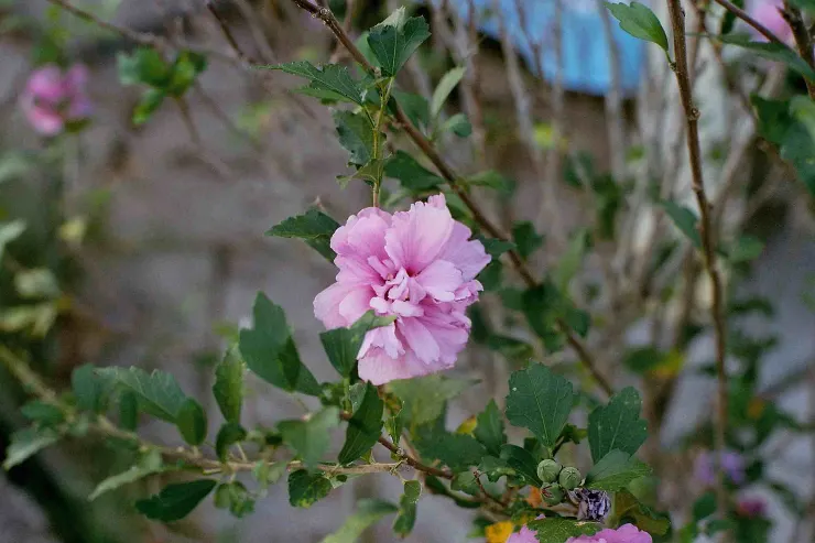 Olympus OM-1 - AGFA400