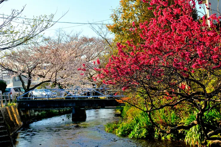 【櫻並木段沿岸賞花】