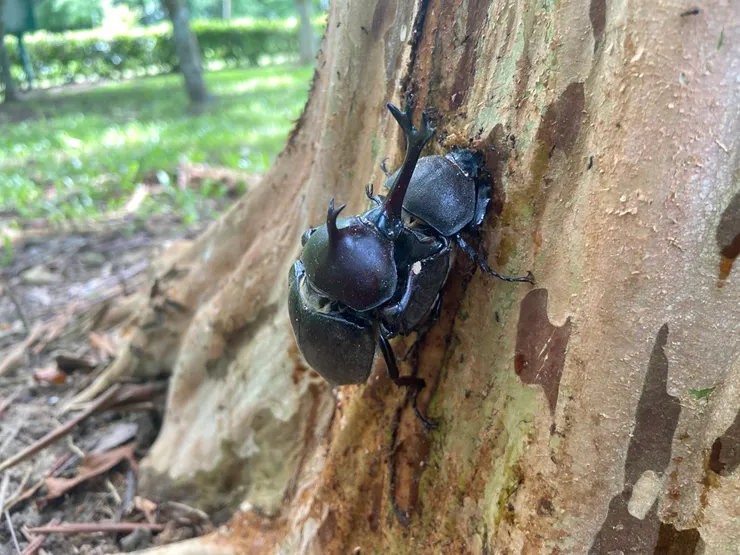 © okbomm 的觀察紀錄