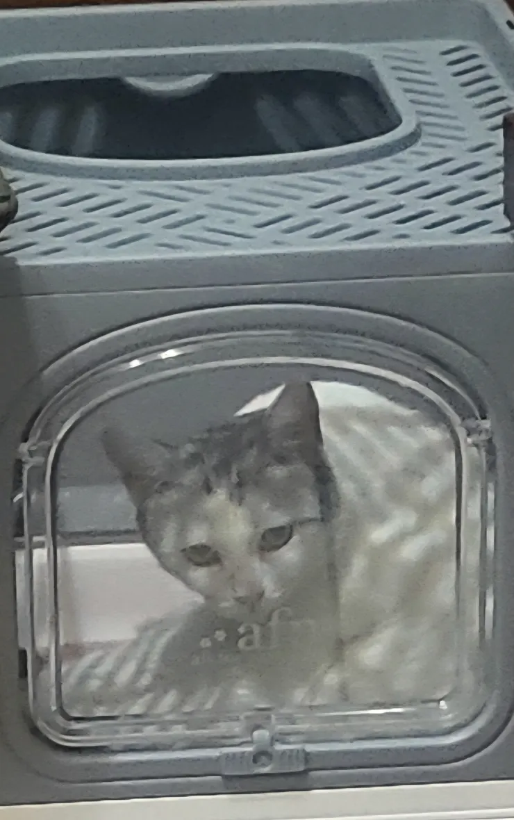 小白躲貓貓(李建崑攝影)