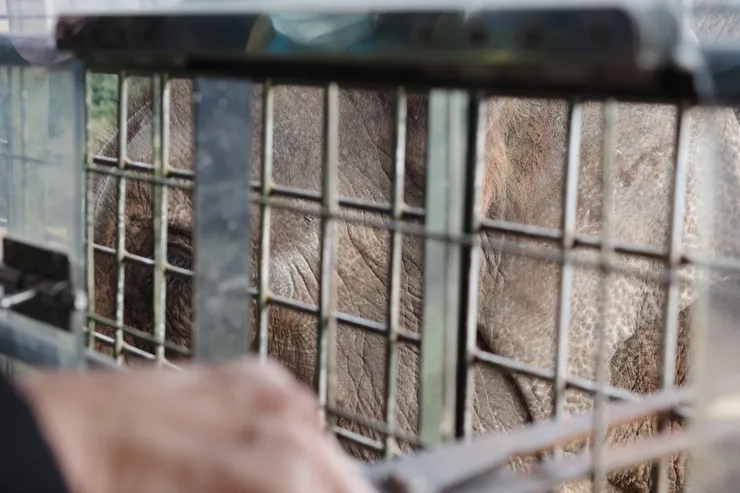 居然連大象都可以餵?! 大到我都拍攝不到全貌