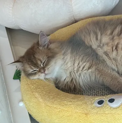 絢瀨繪里的沙龍