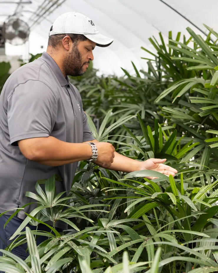 華盛頓特區國家藝廊的園藝師正在照顧可以提取相關天然染料的植物  圖片來源：NATIONAL GALLERY OF ART