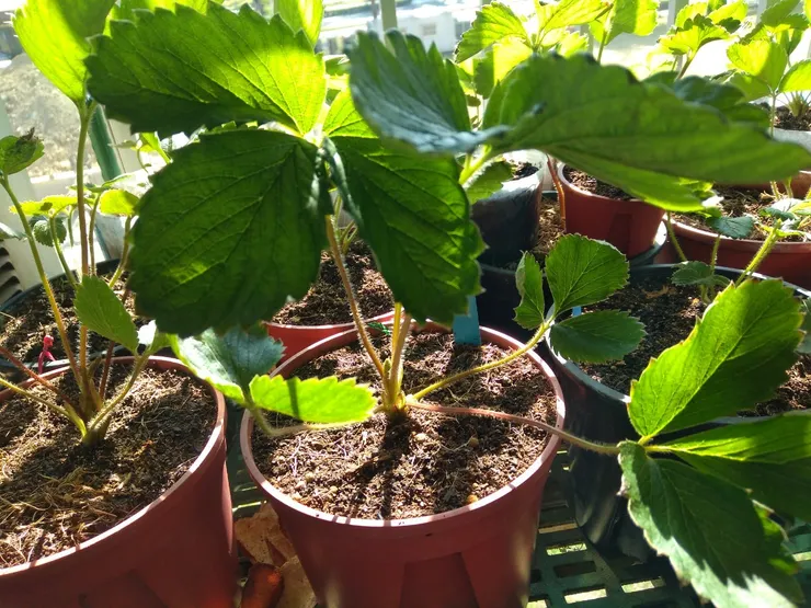 小小小苗長大了