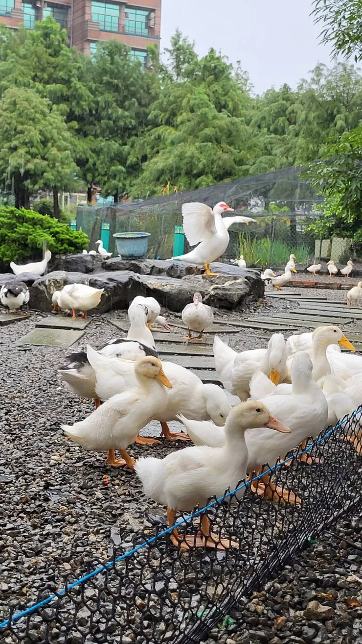 例如這張圖,我可以數有幾隻鴨子,或是找顏色是綠色或是橘色的有哪些