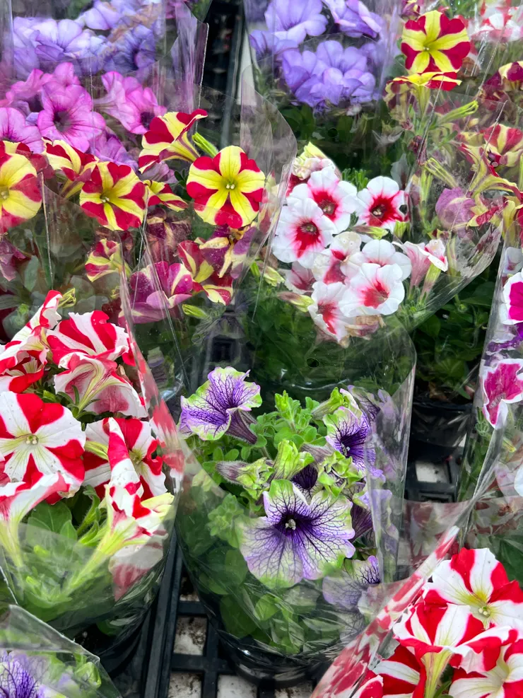 五彩斑斕的歐洲牽牛