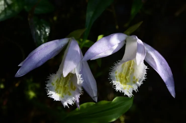 對，差不多長這樣，即使到了保留區內，還是分不出是哪個植物(圖片取自網路)