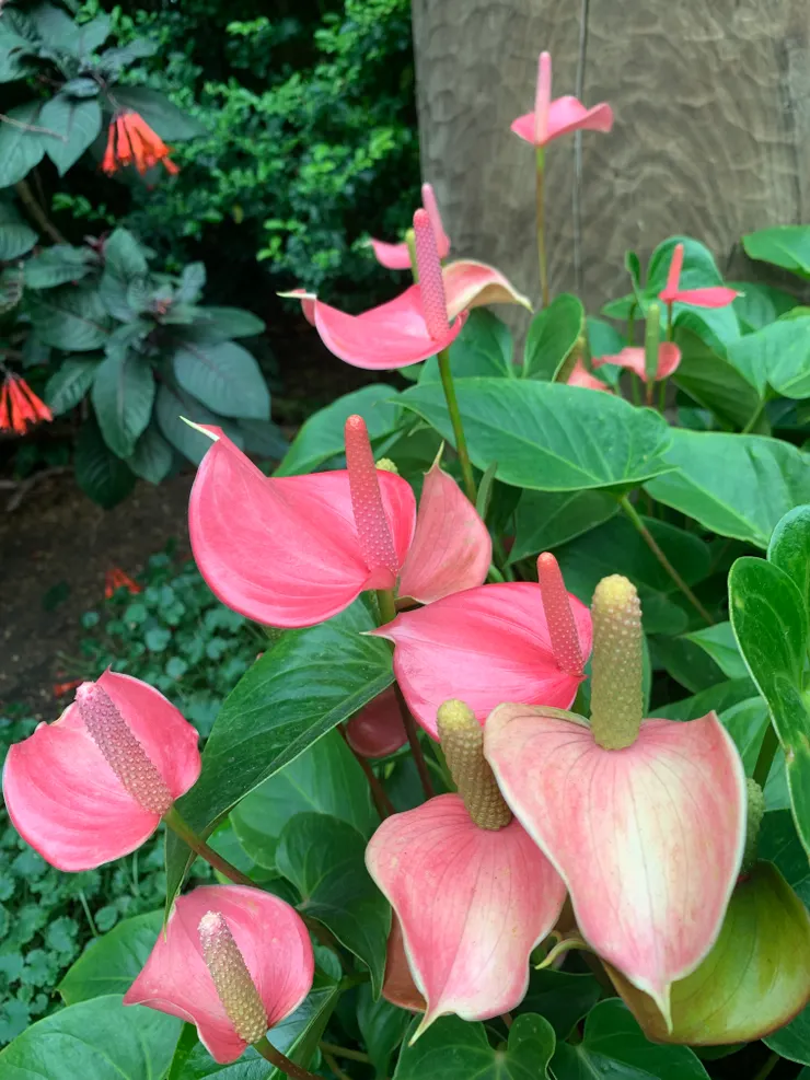 作者拍摄于新加坡湾边花园