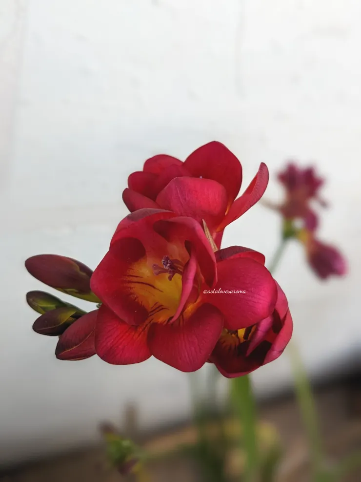 只開一次的重瓣深桃紅色小蒼蘭『Expression』