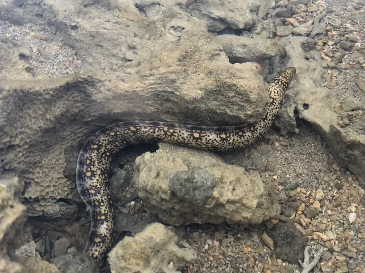 鯙,常被誤會成海蛇的魚類。(拍攝於墾丁)