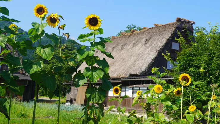 以向日葵為前景