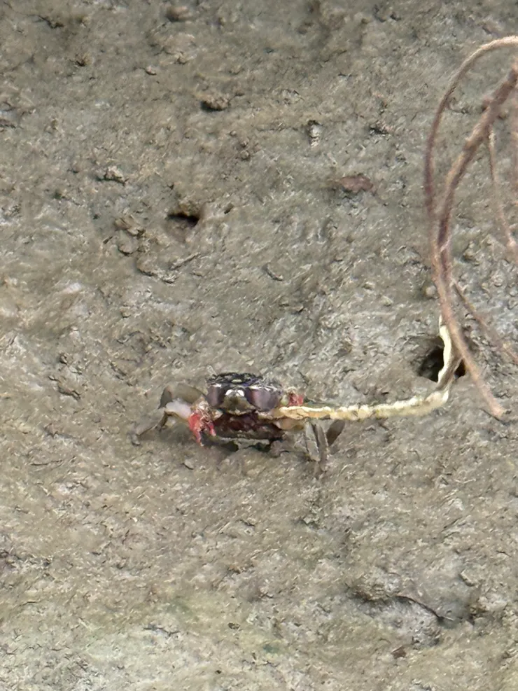 2026/04/03 用魷魚絲釣螃蟹