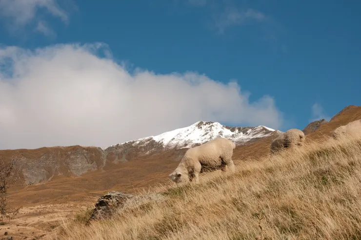 文末附上可愛的羊咩咩~