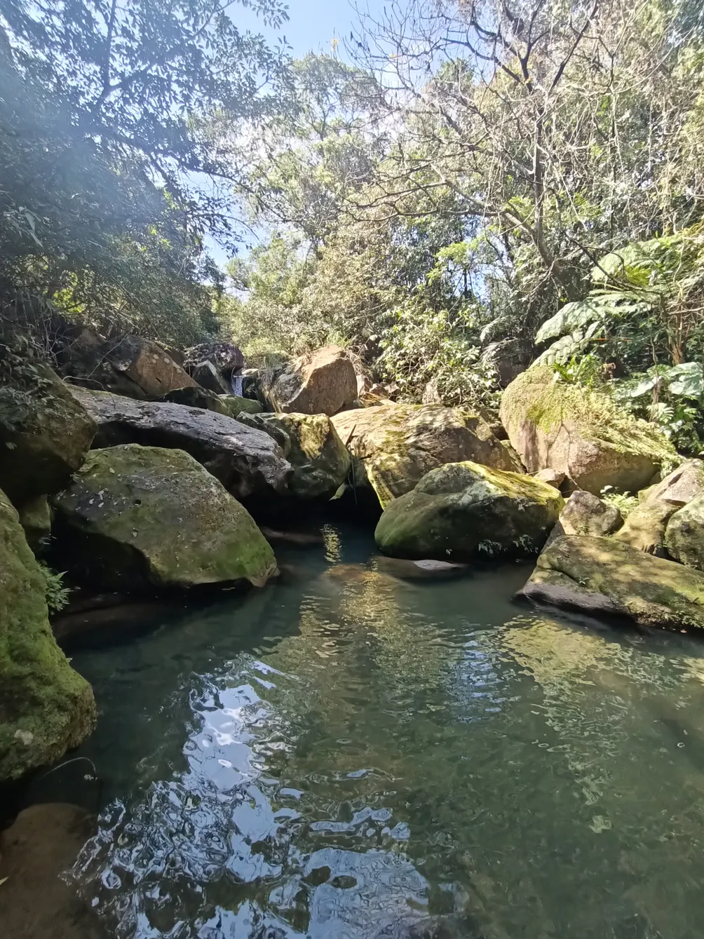 紅鳩飛去紅頭嶼找紅頭綠鳩一起去貓嶼找紅燕鷗
