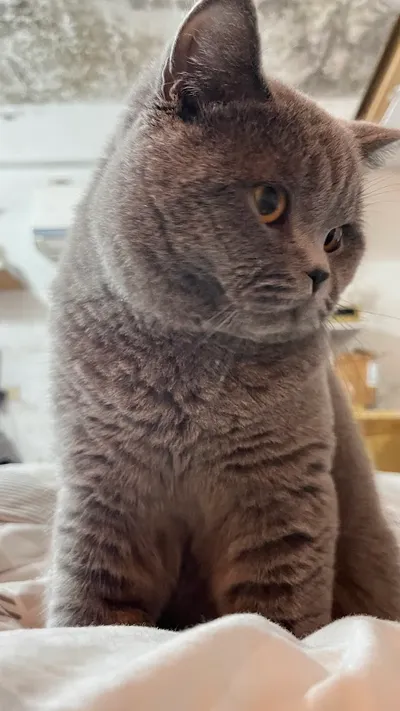 我為什麼會叫我家一世董ㄟ