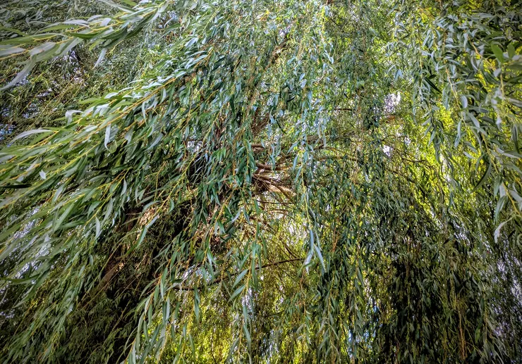 2025/09/23 秋分:住家巷口一戶人家後院,有參天柳樹一棵,每次外出散步必經過。節氣之始,以汝為證。