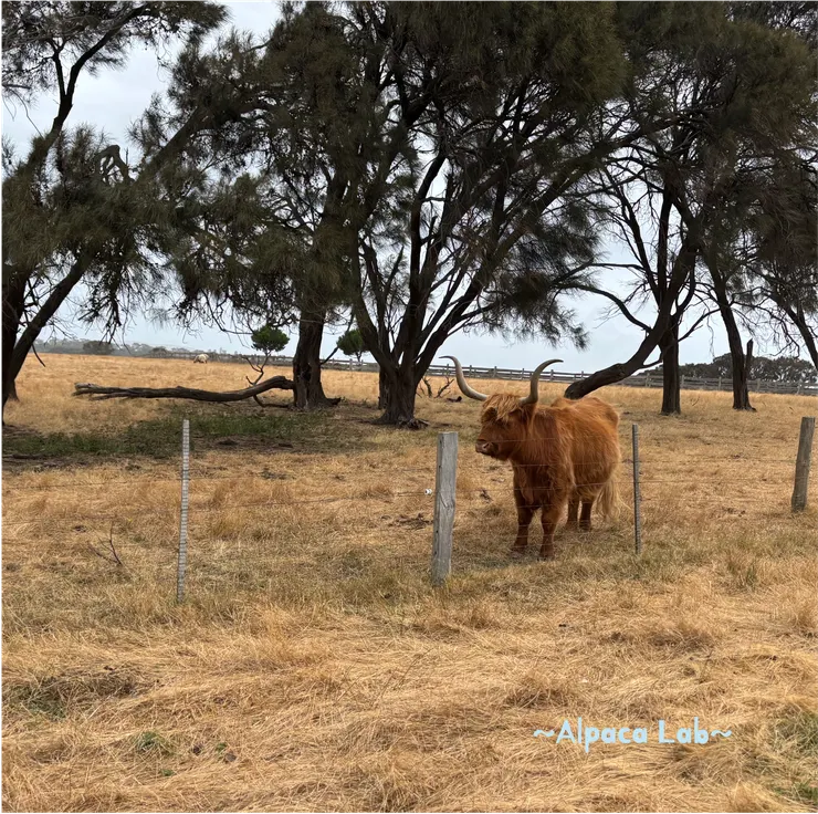 這個瀏海超可愛