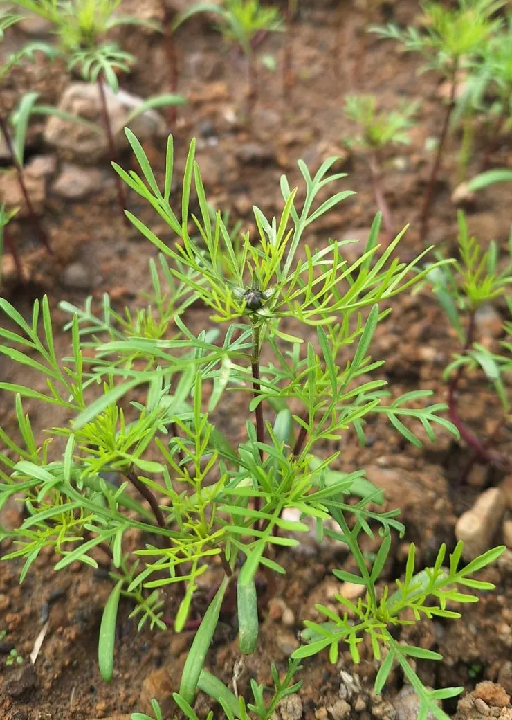 短日加上低溫，植株約10公分左右就出現花苞