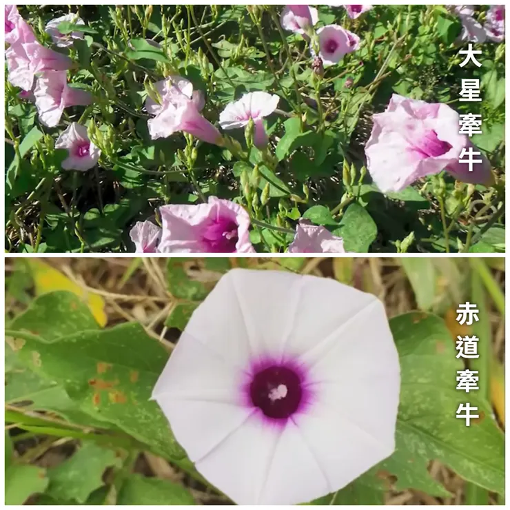 地瓜祖先源自兩種野外牽牛的雜交,加上農桿菌的基因轉殖,才形塑出塊根的。(圖片出自連結網址的影片截圖)