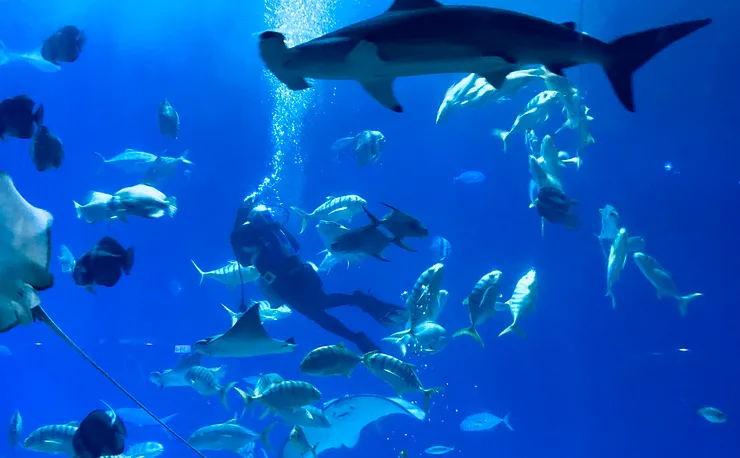 🐠《夜宿海生館》大洋池餵食與解說,拍到路過的鎚頭鯊。|圖:閒人