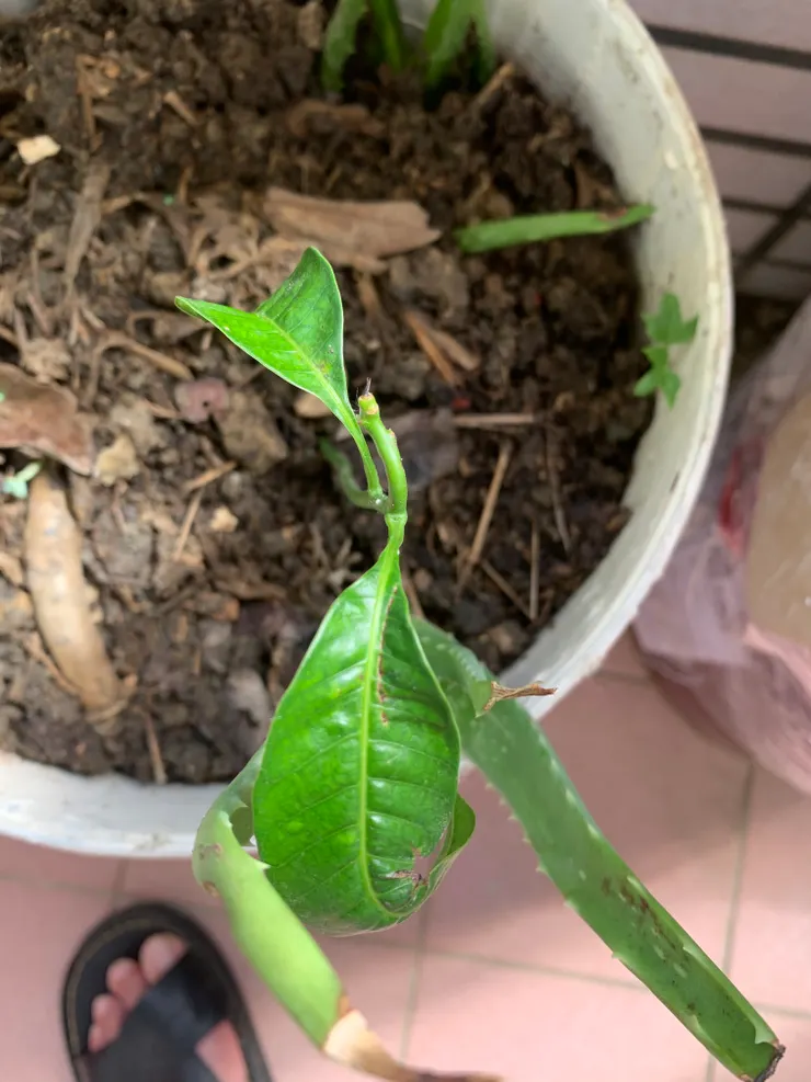 剛栽種的芒果幼苗