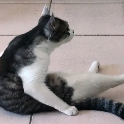 社群足跡、其他好玩的