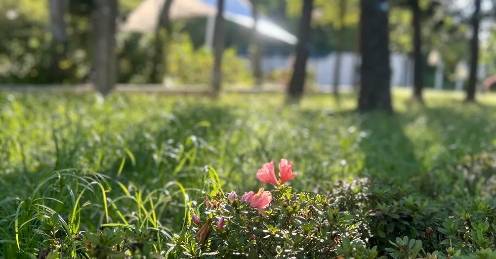 花千樹。小王子的空間