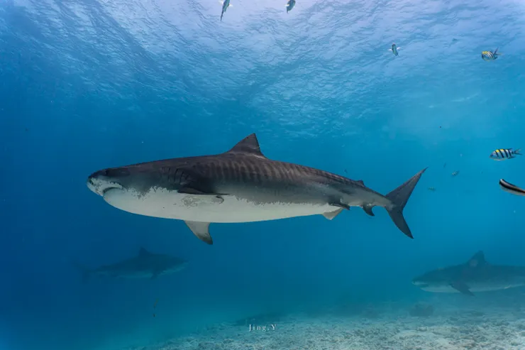 身上有老虎斑紋的虎鯊