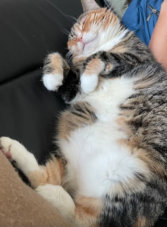 經常會翻肚皮仰睡的冬冬。