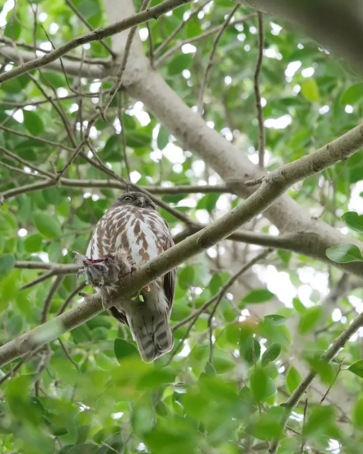 這一次看不到圓圓眼睛但看到圓圓肚子