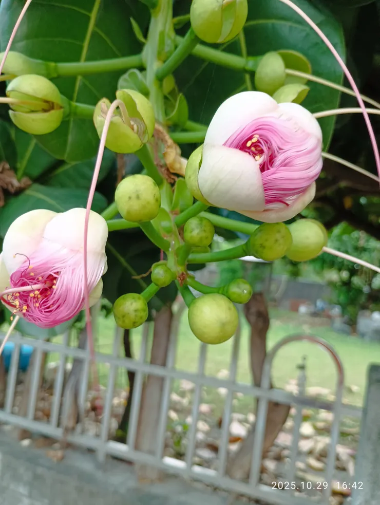 夜放三千苞正開的棋盤腳樹