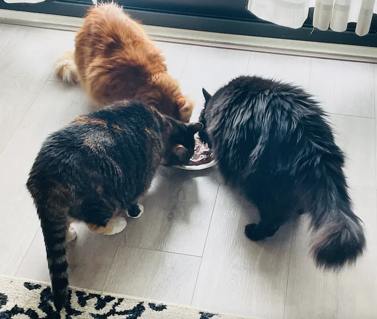 只有在吃罐罐時，才會和平共處的三貓主子。