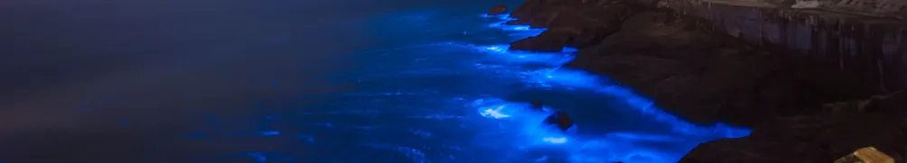 花卉視野-攝影從心開始的沙龍