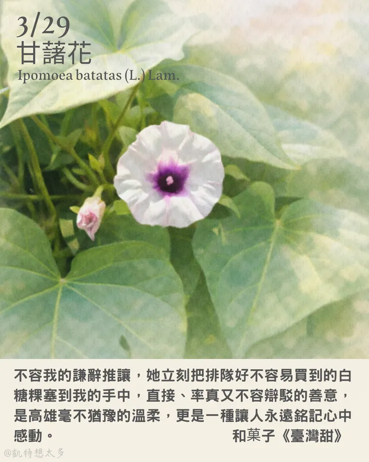 3 月 29 日｜甘藷花×和菓子《臺灣甜》